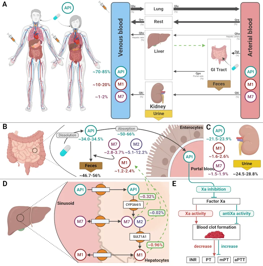 Digital twins of direct oral anticoagulants (DOACs)