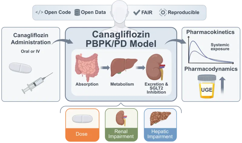 Digital twins of SGLT2 inhibitors