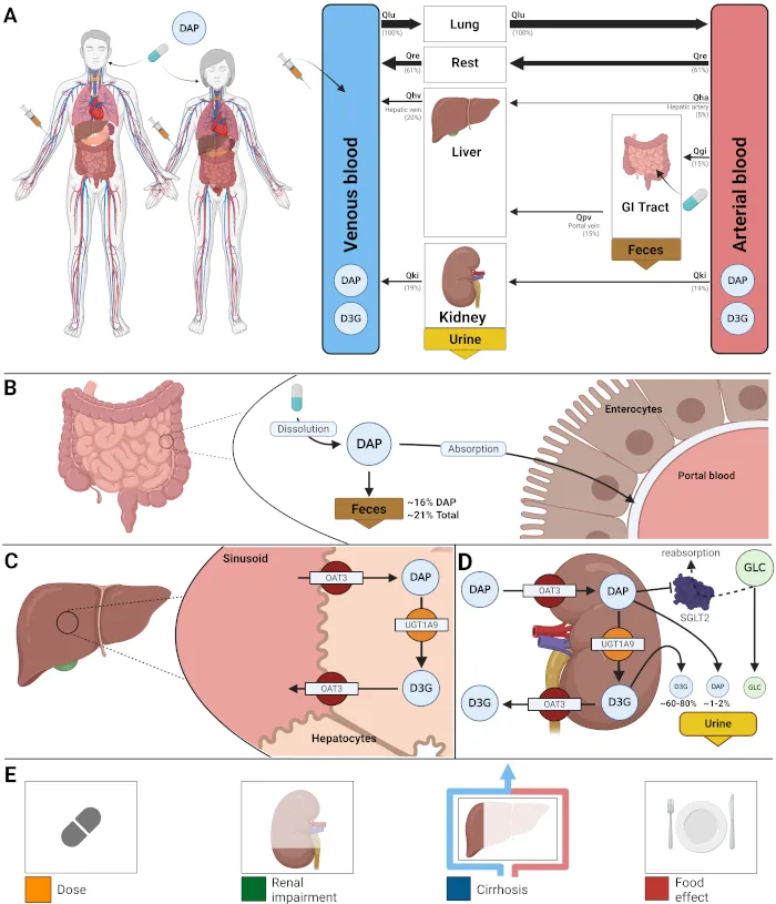 Digital twins of SGLT2 inhibitors