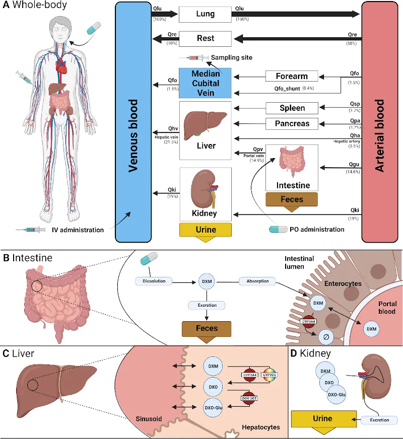 Physiologically based pharmacokinetic (PBPK) model of CYP2D6 polymorphism