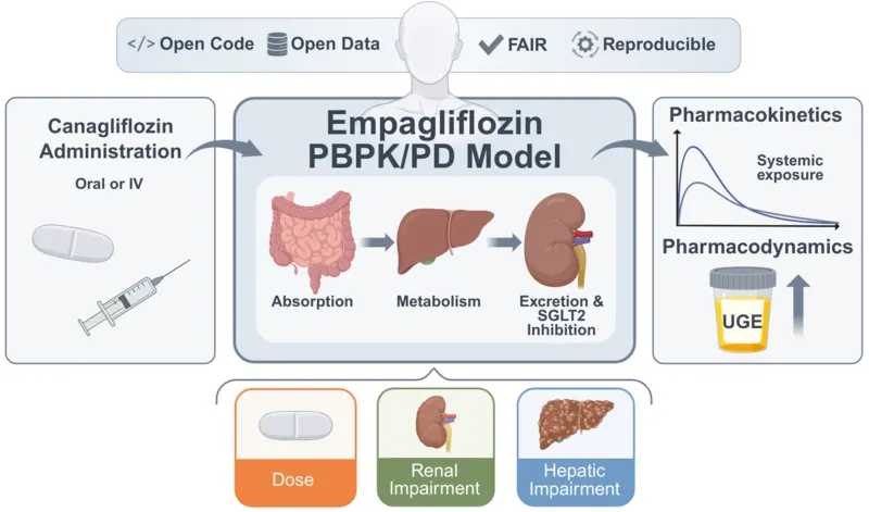 Digital twins of SGLT2 inhibitors