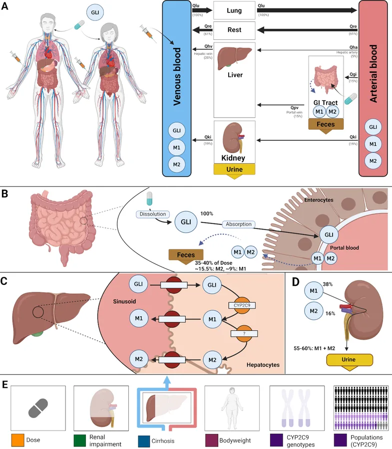 Digital twin of glimepiride for personalized diabetes therapy