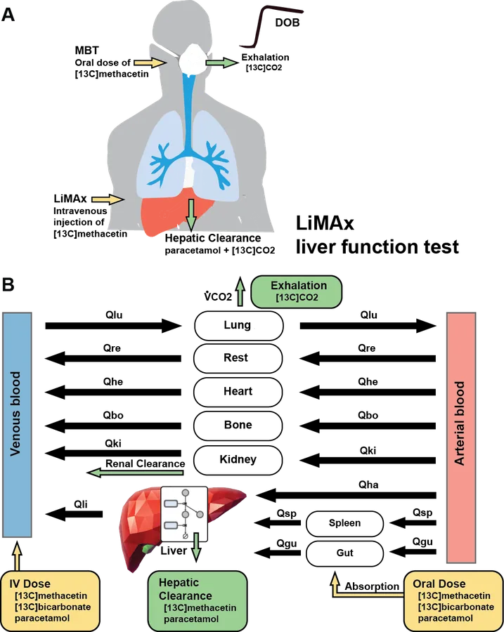 Computational Modeling of Dynamical Liver Function Tests: LiMAx