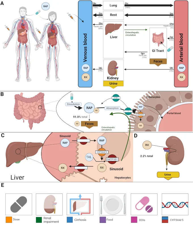 Digital twin of rapamycin for personalized immunosuppressive therapy