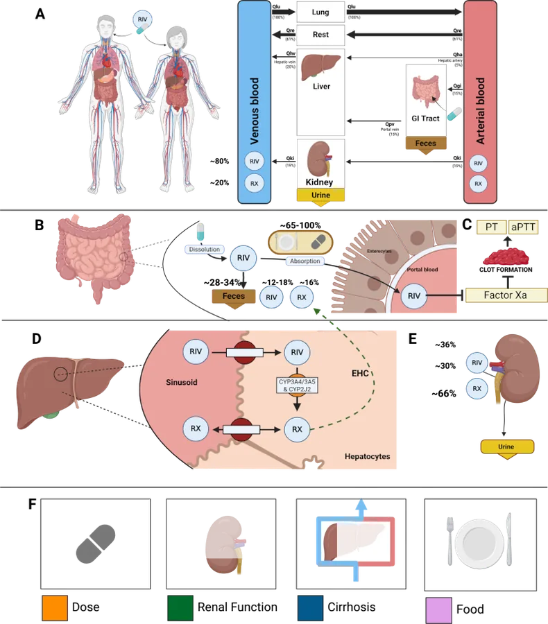 Digital twins of direct oral anticoagulants (DOACs)