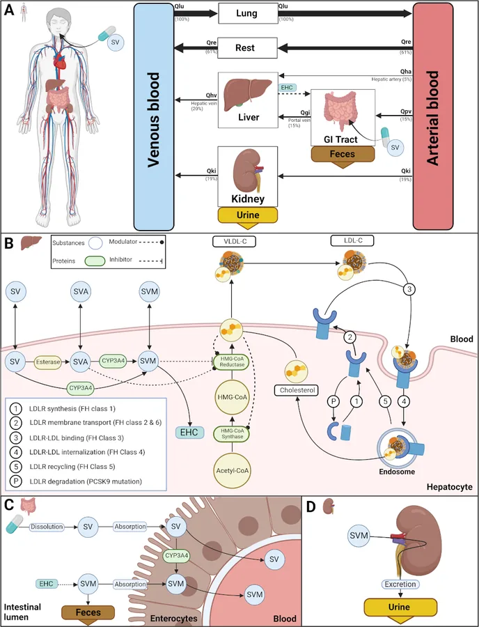 Simvastatin therapy in different subtypes of hypercholesterolemia