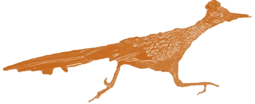 roadrunner