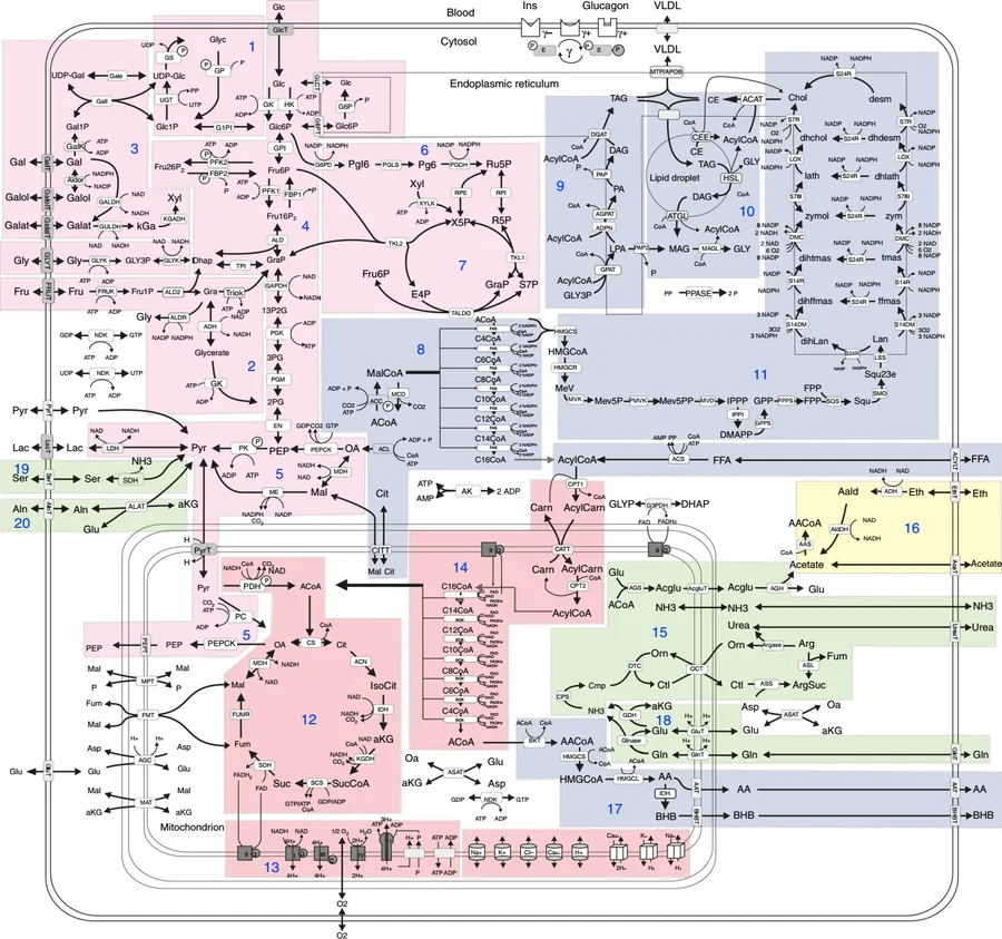 Models of cellular processes