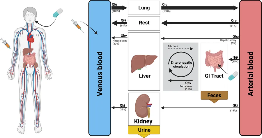 X-Student Research Group: Physiologically based modeling of drugs: ACE inhibitors in the treatment of high blood pressure