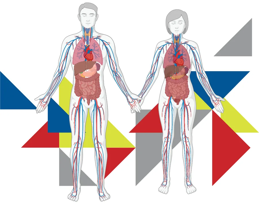 X-Student Research Group: Physiologically based digital twins for the treatment of hypertension with ACE inhibitors and diuretics