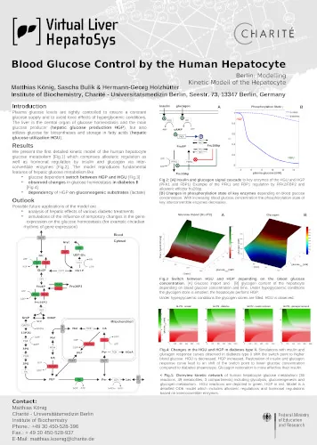 Blood glucose control by the human hepatocyte