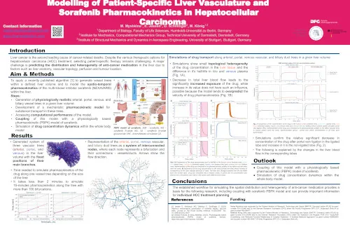 Modelling of Patient-Specific Liver Vasculature and Sorafenib Pharmacokinetics in Hepatocellular Carcinoma