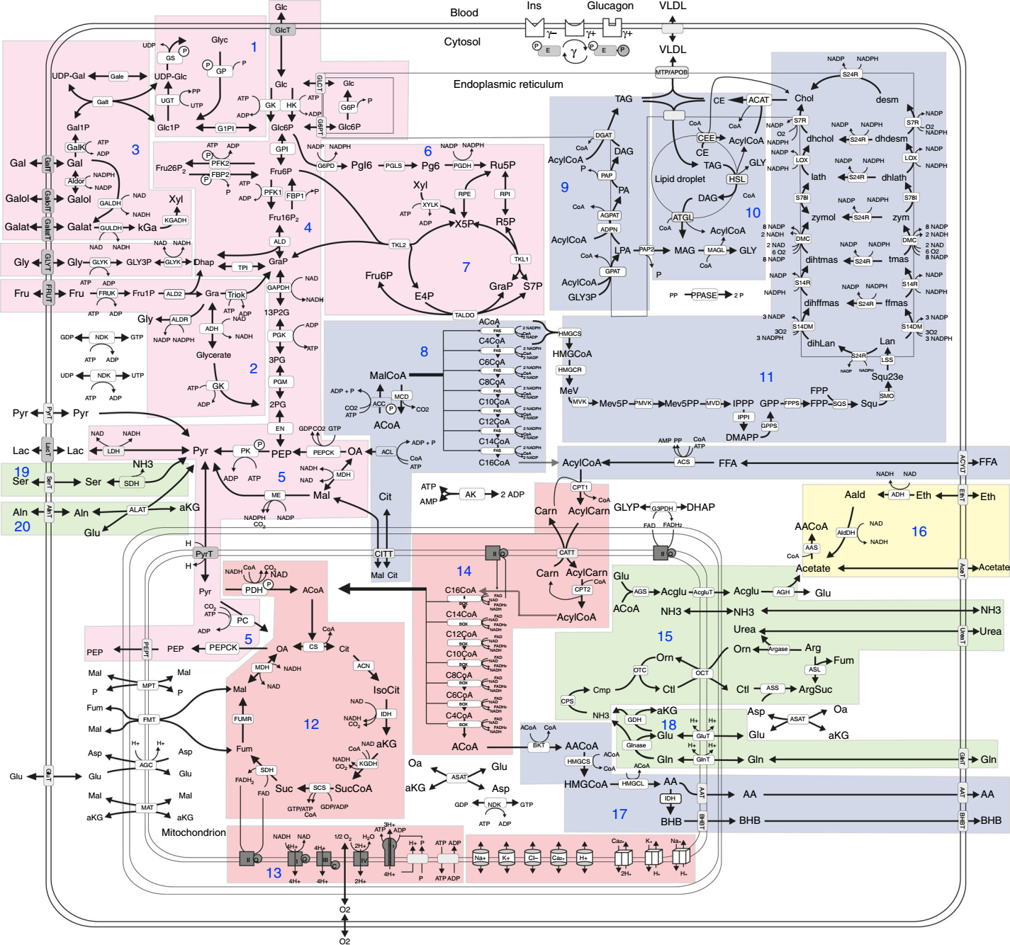 Modeling Hepatic Central Metabolism