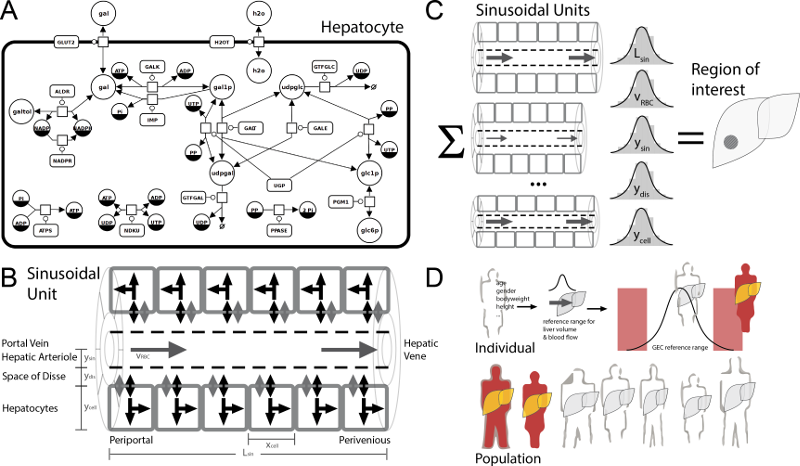 Multi-scale Model of Hepatic Metabolism